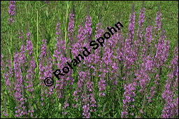 Blut-Weiderich und Echtes Mädesüß, Lythrum salicaria und Filipendula ulmaria, Lythraceae, Lythrum salicaria, Blut-Weiderich, Habitat, mit Echtem Mädesüß Kauf von 00724lythrum_salicariaimg_8588.jpg