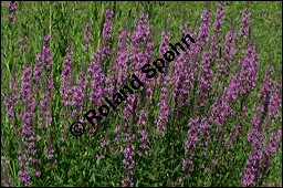 Blut-Weiderich und Echtes Mädesüß, Lythrum salicaria und Filipendula ulmaria, Lythraceae, Lythrum salicaria, Blut-Weiderich, Habitat, mit Echtem Mädesüß Kauf von 00724lythrum_salicariaimg_8589.jpg