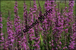 Blut-Weiderich und Echtes Mdes, Lythrum salicaria und Filipendula ulmaria, Lythraceae, Lythrum salicaria, Blut-Weiderich, Habitat, mit Echtem Mdes Kauf von 00724lythrum_salicariaimg_8590.jpg