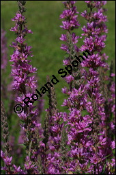 Blut-Weiderich und Echtes Mädesüß, Lythrum salicaria und Filipendula ulmaria, Lythraceae, Lythrum salicaria, Blut-Weiderich, Habitat, mit Echtem Mädesüß Kauf von 00724lythrum_salicariaimg_8591.jpg