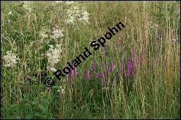 Blut-Weiderich und Echtes Mädesüß, Lythrum salicaria und Filipendula ulmaria, Lythraceae, Lythrum salicaria, Blut-Weiderich, Habitat, mit Echtem Mädesüß Kauf von 00724lythrum_salicariaimg_8689.jpg