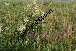 Blut-Weiderich und Echtes Mdes, Lythrum salicaria und Filipendula ulmaria, Lythraceae, Lythrum salicaria, Blut-Weiderich, Habitat, mit Echtem Mdes Kauf von 00724lythrum_salicariaimg_8690.jpg