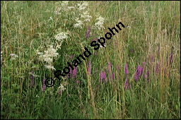 Blut-Weiderich und Echtes Mädesüß, Lythrum salicaria und Filipendula ulmaria, Lythraceae, Lythrum salicaria, Blut-Weiderich, Habitat, mit Echtem Mädesüß Kauf von 00724lythrum_salicariaimg_8691.jpg