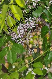 Paternosterbaum, Melia azedarach, Meliaceae, Melia azedarach, Paternosterbaum, Indischer Zedarachbaum, unreif fruchtend Kauf von 00744_melia_azedarach_dsc_4346.jpg