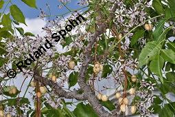 Paternosterbaum, Melia azedarach, Meliaceae, Melia azedarach, Paternosterbaum, Indischer Zedarachbaum, unreif fruchtend Kauf von 00744_melia_azedarach_dsc_4446.jpg