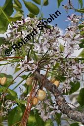 Paternosterbaum, Melia azedarach, Meliaceae, Melia azedarach, Paternosterbaum, Indischer Zedarachbaum, unreif fruchtend Kauf von 00744_melia_azedarach_dsc_4447.jpg