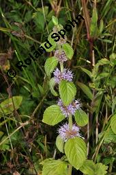 Acker-Minze, Mentha arvensis, Mentha arvensis, Acker-Minze, Lamiaceae, Blühend Kauf von 00748_mentha_arvensis_dsc_6236.jpg