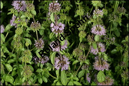 Polei-Minze, Mentha pulegium, Lamiaceae, Mentha pulegium, Polei-Minze, Blühend Kauf von 00752mentha_pulegiumimg_8767.jpg