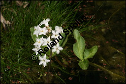 Fieberklee, Bitterklee, Menyanthes trifoliata, Menyanthaceae, Menyanthes trifoliata, Fieberklee, Bitterklee, Blüte Kauf von 00754menyanthes_trifoliataimg_6768.jpg