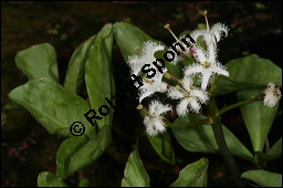 Fieberklee, Bitterklee, Menyanthes trifoliata, Menyanthaceae, Menyanthes trifoliata, Fieberklee, Bitterklee, Blüte Kauf von 00754menyanthes_trifoliataimg_6769.jpg