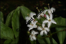 Fieberklee, Bitterklee, Menyanthes trifoliata, Menyanthaceae, Menyanthes trifoliata, Fieberklee, Bitterklee, Blüte Kauf von 00754menyanthes_trifoliataimg_6770.jpg