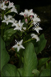 Fieberklee, Bitterklee, Menyanthes trifoliata, Menyanthaceae, Menyanthes trifoliata, Fieberklee, Bitterklee, Blte Kauf von 00754menyanthes_trifoliataimg_6771.jpg