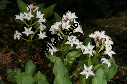 Fieberklee, Bitterklee, Menyanthes trifoliata, Menyanthaceae, Menyanthes trifoliata, Fieberklee, Bitterklee, Blüte Kauf von 00754menyanthes_trifoliataimg_6772.jpg