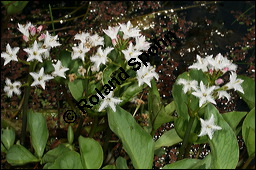 Fieberklee, Bitterklee, Menyanthes trifoliata, Menyanthaceae, Menyanthes trifoliata, Fieberklee, Bitterklee, Blte Kauf von 00754menyanthes_trifoliataimg_6773.jpg