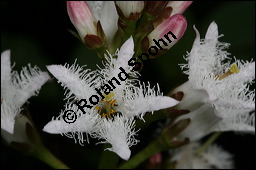 Fieberklee, Bitterklee, Menyanthes trifoliata, Menyanthaceae, Menyanthes trifoliata, Fieberklee, Bitterklee, Blüte Kauf von 00754menyanthes_trifoliataimg_6776.jpg