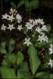 Fieberklee, Bitterklee, Menyanthes trifoliata, Menyanthaceae, Menyanthes trifoliata, Fieberklee, Bitterklee, Blüte Kauf von 00754menyanthes_trifoliataimg_6777.jpg