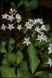 Fieberklee, Bitterklee, Menyanthes trifoliata, Menyanthaceae, Menyanthes trifoliata, Fieberklee, Bitterklee, Blte Kauf von 00754menyanthes_trifoliataimg_6777.jpg