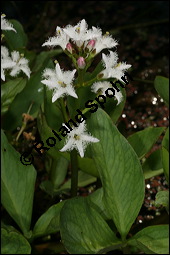 Fieberklee, Bitterklee, Menyanthes trifoliata, Menyanthaceae, Menyanthes trifoliata, Fieberklee, Bitterklee, Blüte Kauf von 00754menyanthes_trifoliataimg_6778.jpg