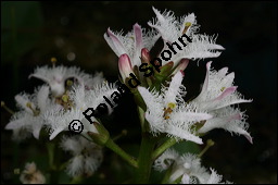 Fieberklee, Bitterklee, Menyanthes trifoliata, Menyanthaceae, Menyanthes trifoliata, Fieberklee, Bitterklee, Blte Kauf von 00754menyanthes_trifoliataimg_6779.jpg