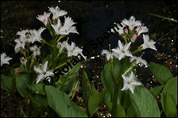 Fieberklee, Bitterklee, Menyanthes trifoliata, Menyanthaceae, Menyanthes trifoliata, Fieberklee, Bitterklee, Blüte Kauf von 00754menyanthes_trifoliataimg_6780.jpg