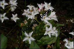 Fieberklee, Bitterklee, Menyanthes trifoliata, Menyanthaceae, Menyanthes trifoliata, Fieberklee, Bitterklee, Blte Kauf von 00754menyanthes_trifoliataimg_6781.jpg