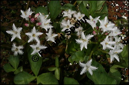 Fieberklee, Bitterklee, Menyanthes trifoliata, Menyanthaceae, Menyanthes trifoliata, Fieberklee, Bitterklee, Blüte Kauf von 00754menyanthes_trifoliataimg_6782.jpg