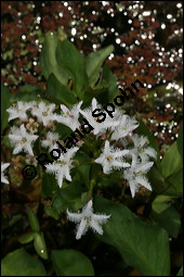 Fieberklee, Bitterklee, Menyanthes trifoliata, Menyanthaceae, Menyanthes trifoliata, Fieberklee, Bitterklee, Blte Kauf von 00754menyanthes_trifoliataimg_6783.jpg