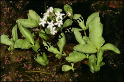 Fieberklee, Bitterklee, Menyanthes trifoliata, Menyanthaceae, Menyanthes trifoliata, Fieberklee, Bitterklee, Blüte Kauf von 00754menyanthes_trifoliataimg_6786.jpg