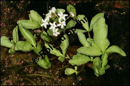 Fieberklee, Bitterklee, Menyanthes trifoliata, Menyanthaceae, Menyanthes trifoliata, Fieberklee, Bitterklee, Blte Kauf von 00754menyanthes_trifoliataimg_6786.jpg