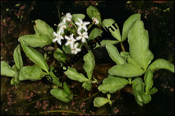 Fieberklee, Bitterklee, Menyanthes trifoliata, Menyanthaceae, Menyanthes trifoliata, Fieberklee, Bitterklee, Blüte Kauf von 00754menyanthes_trifoliataimg_6787.jpg