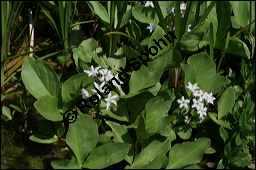 Fieberklee, Bitterklee, Menyanthes trifoliata, Menyanthaceae, Menyanthes trifoliata, Fieberklee, Bitterklee, Blte Kauf von 00754menyanthes_trifoliataimg_6830.jpg