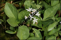 Fieberklee, Bitterklee, Menyanthes trifoliata, Menyanthaceae, Menyanthes trifoliata, Fieberklee, Bitterklee, Blüte Kauf von 00754menyanthes_trifoliataimg_6831.jpg