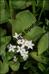 Fieberklee, Bitterklee, Menyanthes trifoliata, Menyanthaceae, Menyanthes trifoliata, Fieberklee, Bitterklee, Blüte Kauf von 00754menyanthes_trifoliataimg_6832.jpg