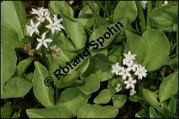 Fieberklee, Bitterklee, Menyanthes trifoliata, Menyanthaceae, Menyanthes trifoliata, Fieberklee, Bitterklee, Blte Kauf von 00754menyanthes_trifoliataimg_6834.jpg