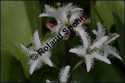 Fieberklee, Bitterklee, Menyanthes trifoliata, Menyanthaceae, Menyanthes trifoliata, Fieberklee, Bitterklee, Blte Kauf von 00754menyanthes_trifoliataimg_6835.jpg