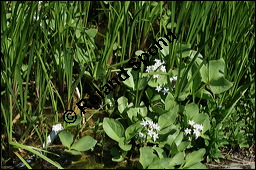 Fieberklee, Bitterklee, Menyanthes trifoliata, Menyanthaceae, Menyanthes trifoliata, Fieberklee, Bitterklee, Blüte Kauf von 00754menyanthes_trifoliataimg_6836.jpg