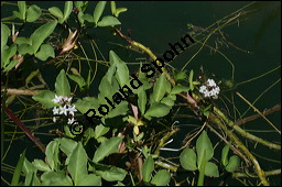 Fieberklee, Bitterklee, Menyanthes trifoliata, Menyanthaceae, Menyanthes trifoliata, Fieberklee, Bitterklee, Blüte Kauf von 00754menyanthes_trifoliataimg_6837.jpg