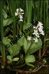 Fieberklee, Bitterklee, Menyanthes trifoliata, Menyanthaceae, Menyanthes trifoliata, Fieberklee, Bitterklee, Blüte Kauf von 00754menyanthes_trifoliataimg_6838.jpg