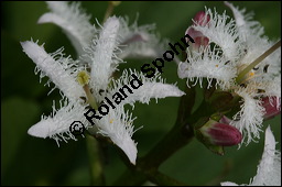 Fieberklee, Bitterklee, Menyanthes trifoliata, Menyanthaceae, Menyanthes trifoliata, Fieberklee, Bitterklee, Blüte Kauf von 00754menyanthes_trifoliataimg_6839.jpg