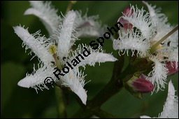 Fieberklee, Bitterklee, Menyanthes trifoliata, Menyanthaceae, Menyanthes trifoliata, Fieberklee, Bitterklee, Blte Kauf von 00754menyanthes_trifoliataimg_6839.jpg