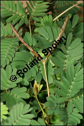 Schamhafte Sinnpflanze, Mimosa pudica, Mimosaceae, Mimosa pudica, Schamhafte Sinnpflanze, Blätter, Blätter zusammengeklappt Kauf von 00758mimosa_pudicaimg_2500.jpg