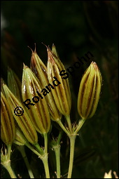 Süßdolde, Myrrhis odorata, Apiaceae, Myrrhis odorata, Süßdolde, Myrrhen-Kerbel, fruchtend Kauf von 00770myrrhis_odorataimg_2759.jpg