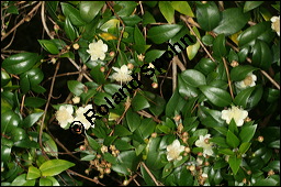 Braut-Myrte, Myrtus communis, Myricaceae, Myrtus communis, Braut-Myrte, Brautmyrte, Stamm Kauf von 00771myrtus_communisimg_3643.jpg