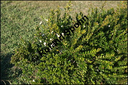 Braut-Myrte, Myrtus communis, Myricaceae, Myrtus communis, Braut-Myrte, Brautmyrte, Stamm Kauf von 00771myrtus_communisimg_4935.jpg