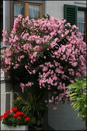 Oleander, Rosenlorbeer, Nerium oleander, Apocynaceae, Nerium oleander, Oleander, Rosenlorbeer, Blühend Kauf von 00774nerium_oleanderimg_3250.jpg