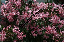 Oleander, Rosenlorbeer, Nerium oleander, Apocynaceae, Nerium oleander, Oleander, Rosenlorbeer, Blühend Kauf von 00774nerium_oleanderimg_3251.jpg