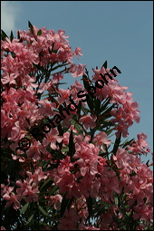 Oleander, Rosenlorbeer, Nerium oleander, Apocynaceae, Nerium oleander, Oleander, Rosenlorbeer, Blühend Kauf von 00774nerium_oleanderimg_3253.jpg