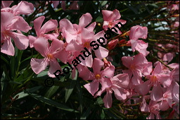 Oleander, Rosenlorbeer, Nerium oleander, Apocynaceae, Nerium oleander, Oleander, Rosenlorbeer, Blühend Kauf von 00774nerium_oleanderimg_3254.jpg