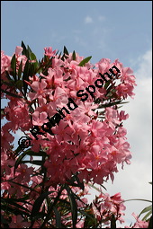 Oleander, Rosenlorbeer, Nerium oleander, Apocynaceae, Nerium oleander, Oleander, Rosenlorbeer, Blühend Kauf von 00774nerium_oleanderimg_3256.jpg