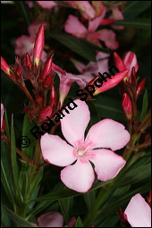 Oleander, Rosenlorbeer, Nerium oleander, Apocynaceae, Nerium oleander, Oleander, Rosenlorbeer, Blühend Kauf von 00774nerium_oleanderimg_7824.jpg